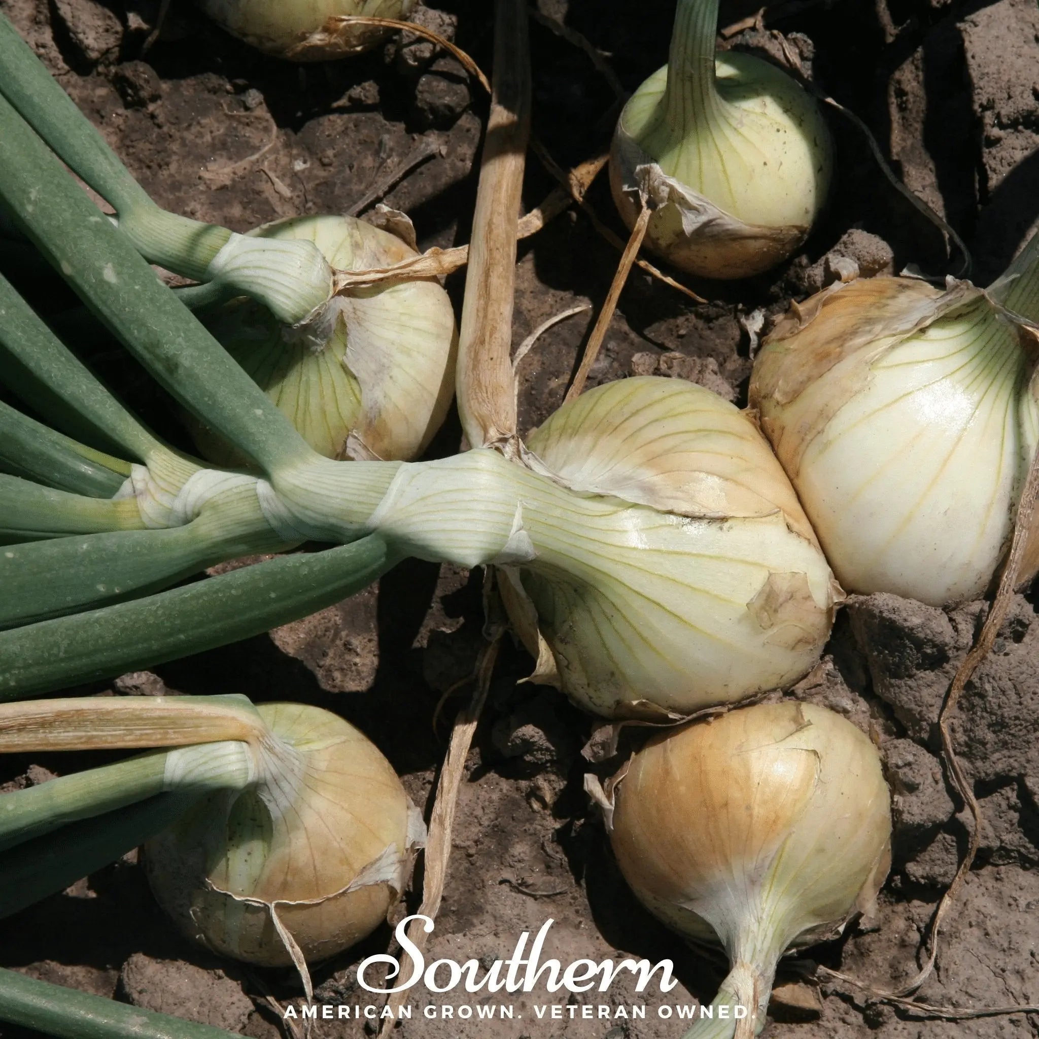 Walla Walla Onion – 200 Seeds | | Wiccan Center