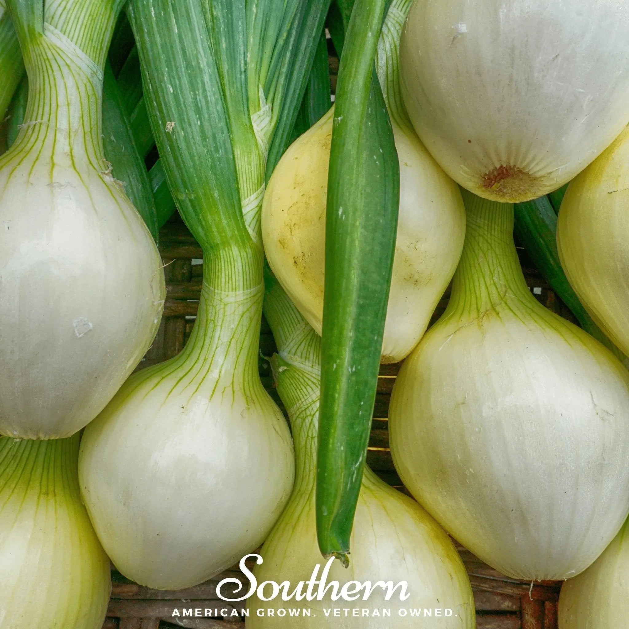 Walla Walla Onion – 200 Seeds | | Wiccan Center