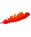 Orange Feather | Feathers | Wiccan Center