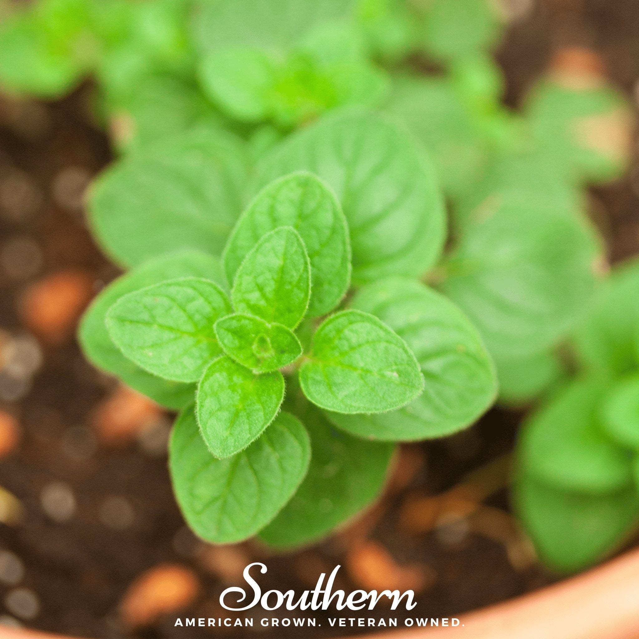 Greek Oregano – 200 Seeds | Seeds | Wiccan Center