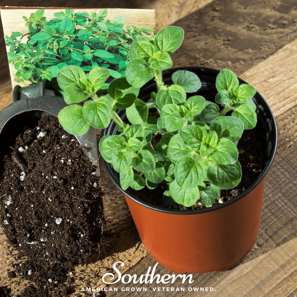 Greek Oregano – 200 Seeds | Seeds | Wiccan Center