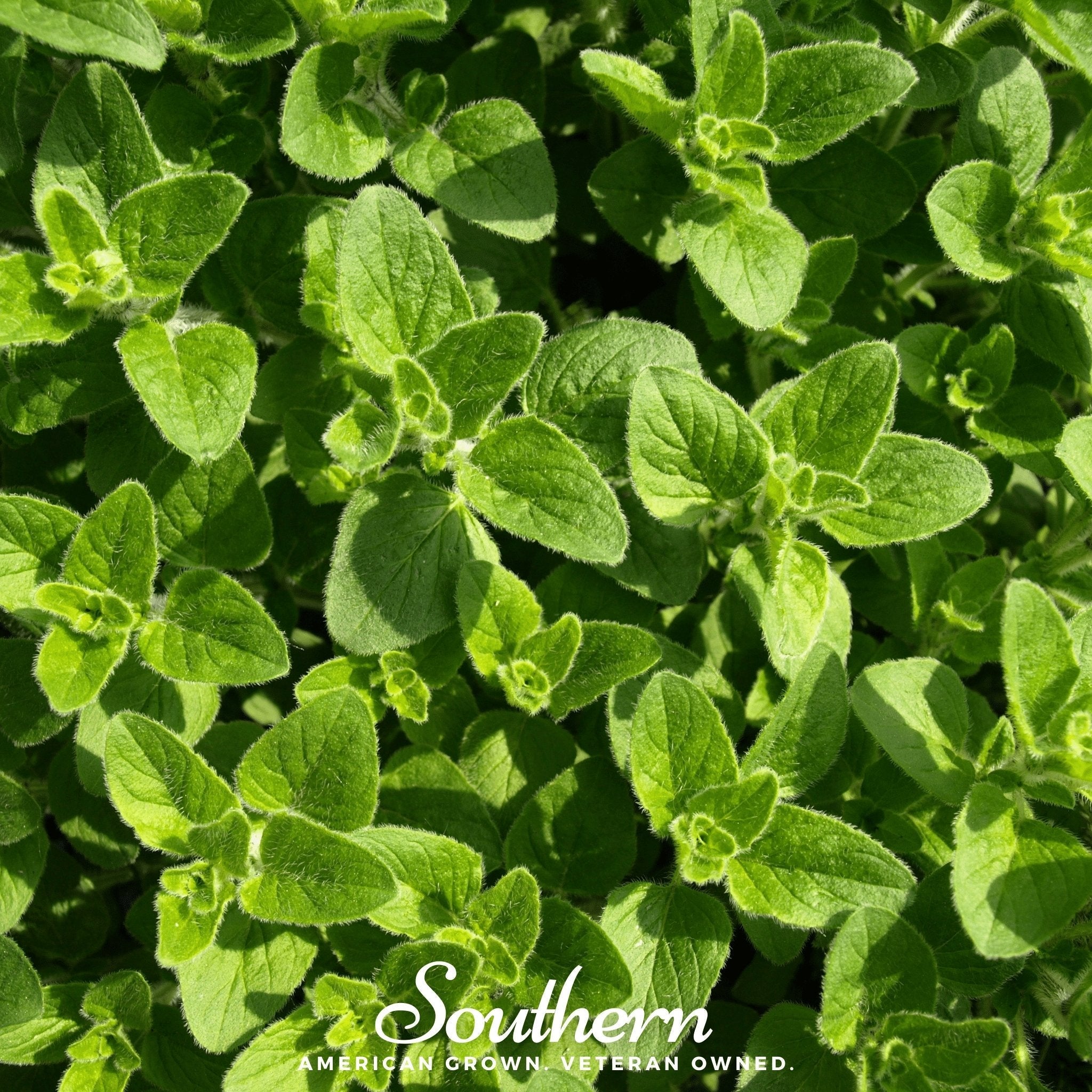 Greek Oregano – 200 Seeds | Seeds | Wiccan Center