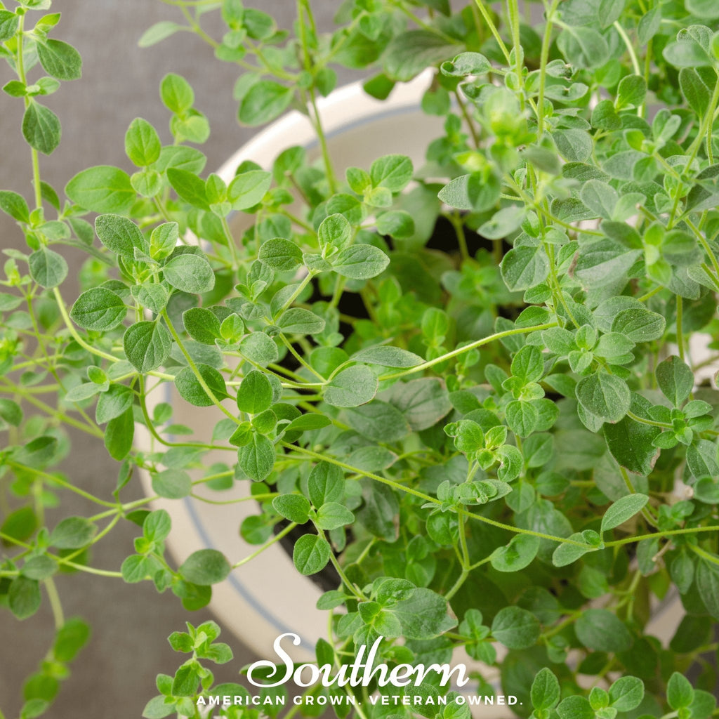 Italian Oregano – 200 Seeds | | Wiccan Center