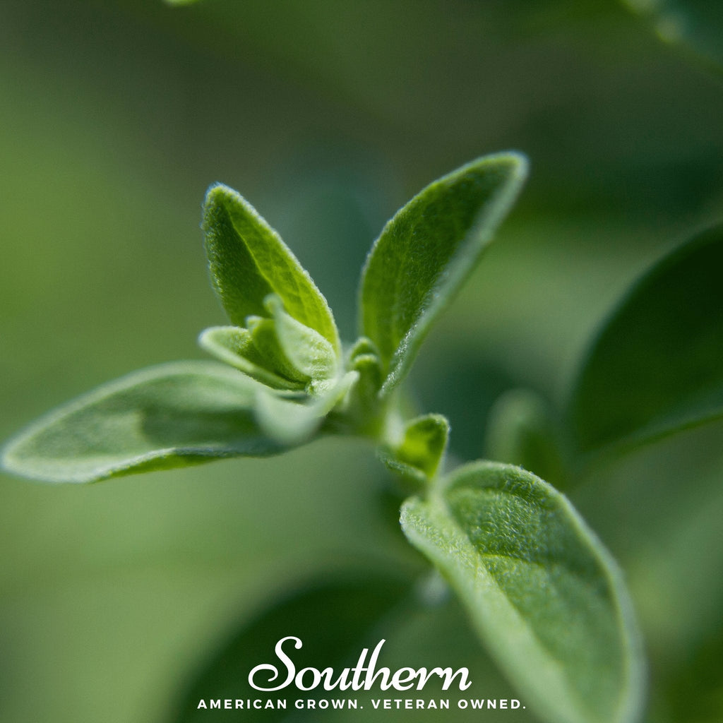 Italian Oregano – 200 Seeds | | Wiccan Center