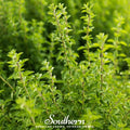 Italian Oregano – 200 Seeds | | Wiccan Center