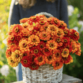 Oriole Zinnia – 50 Seeds | Seeds | Wiccan Center