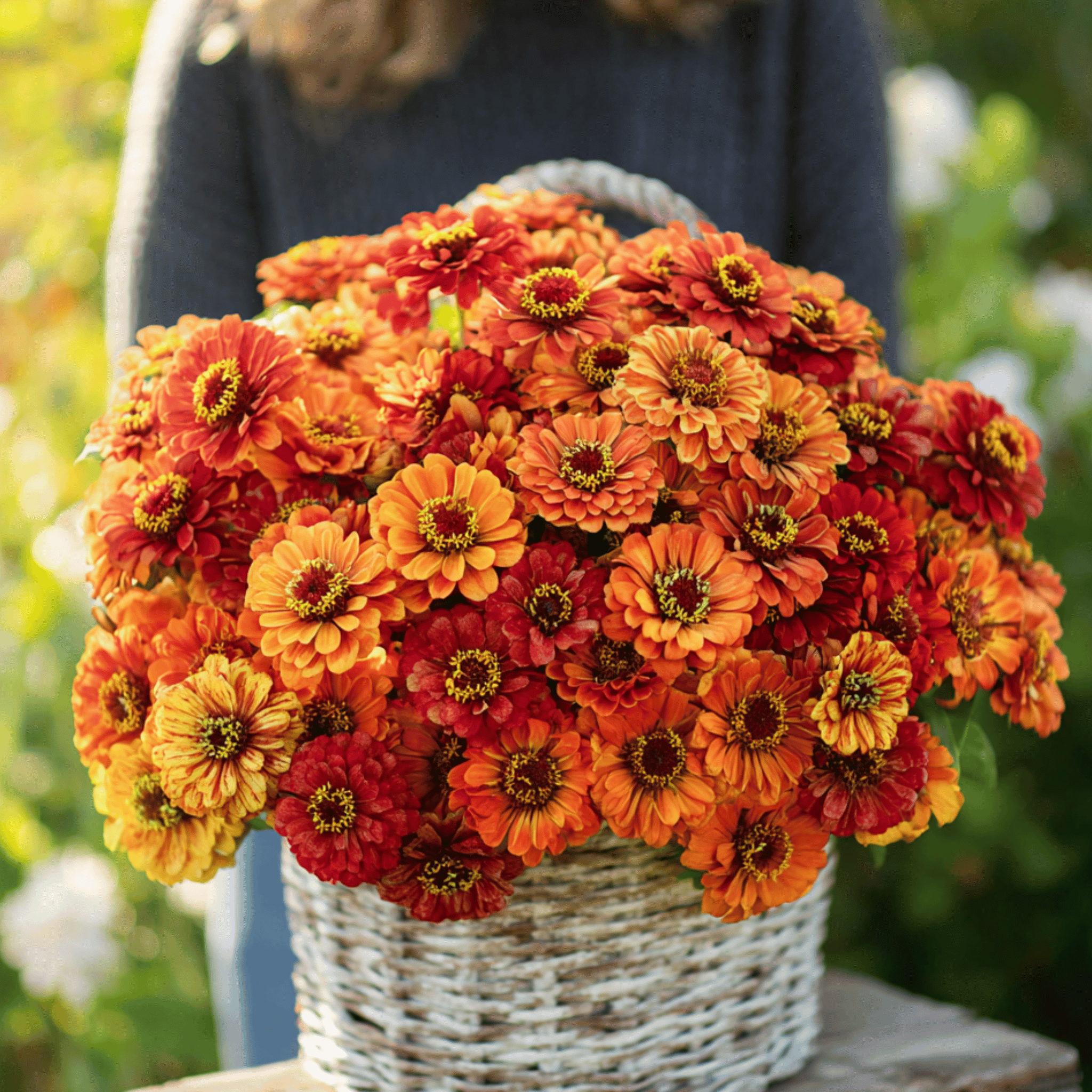 Oriole Zinnia – 50 Seeds | Seeds | Wiccan Center