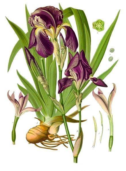 Orris Root Powder aka Jezebel Root (Iris Germanica) - Witching Herbs | Herbs | Wiccan Center