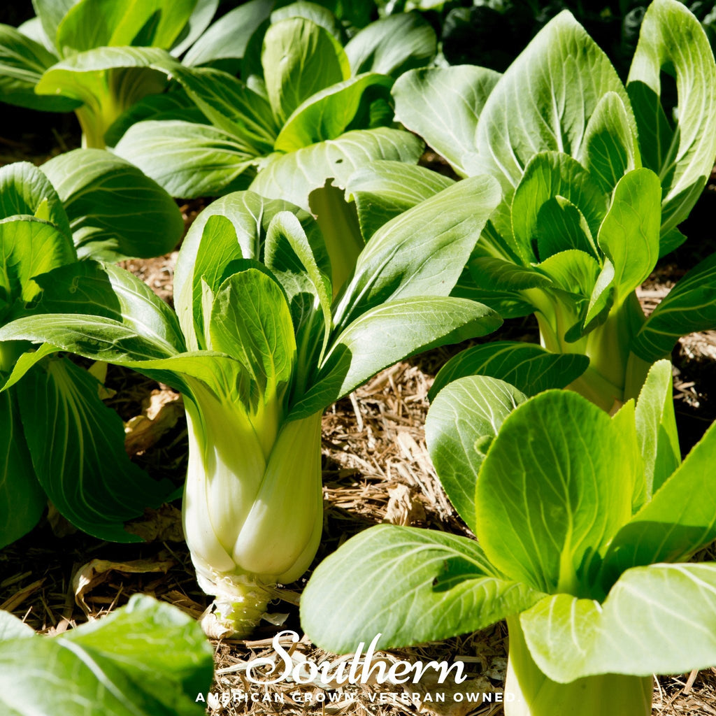 Canton Pak Choi – 100 Seeds | | Wiccan Center