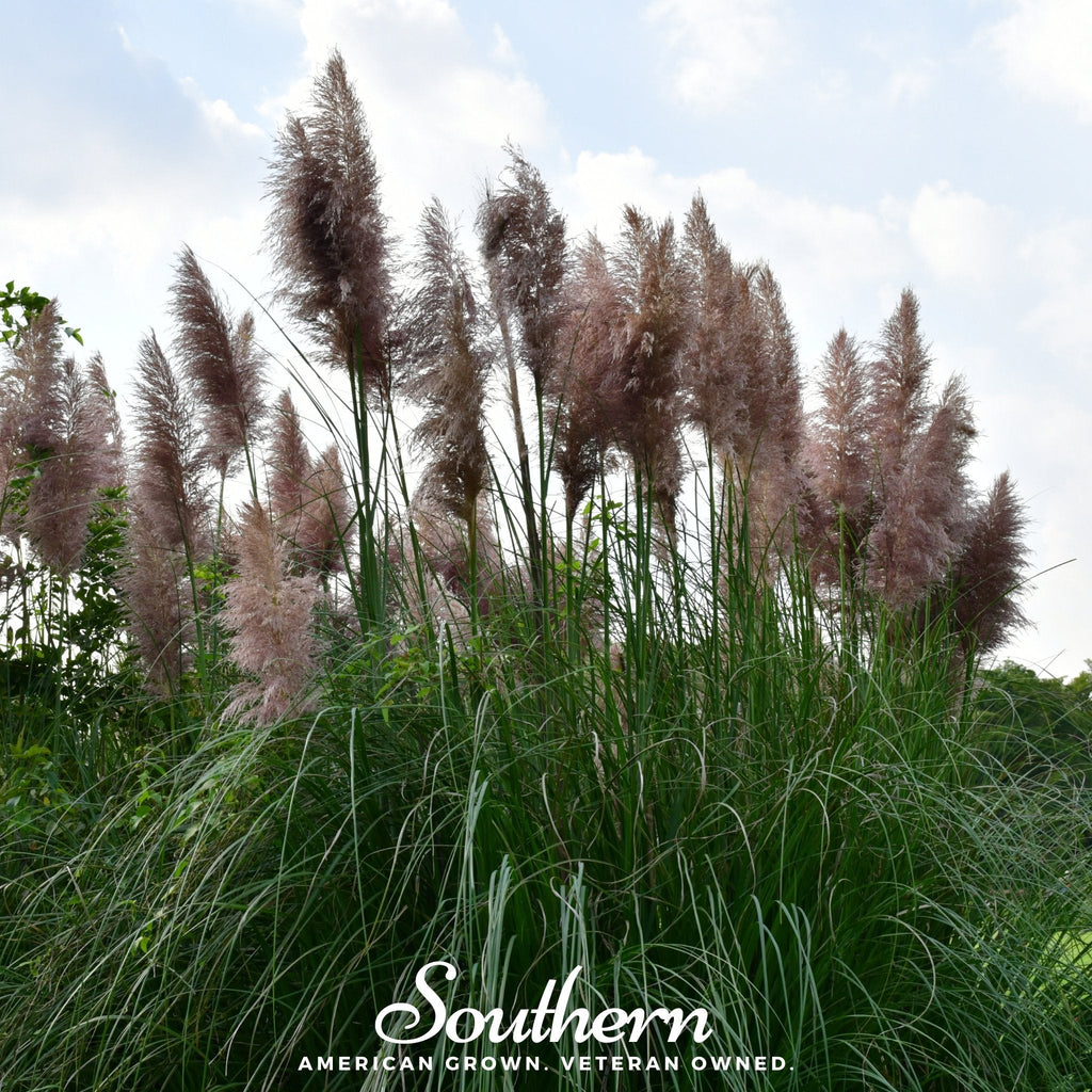Pink Pampas Grass – 100 Seeds | | Wiccan Center
