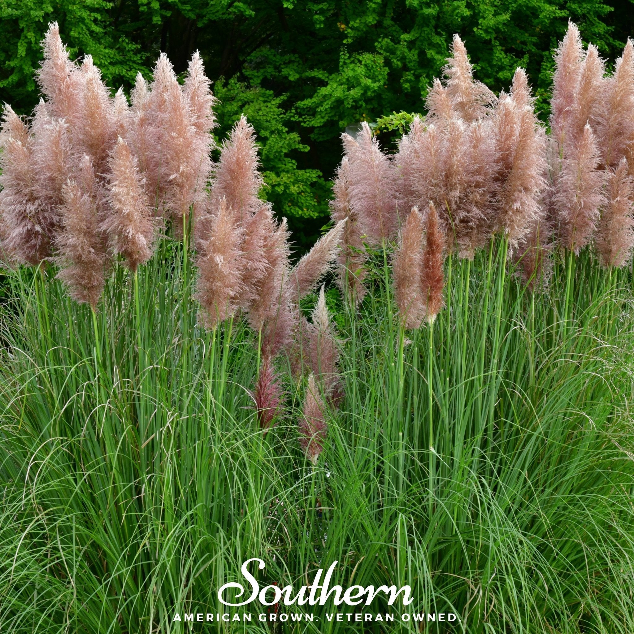 Pink Pampas Grass – 100 Seeds | | Wiccan Center