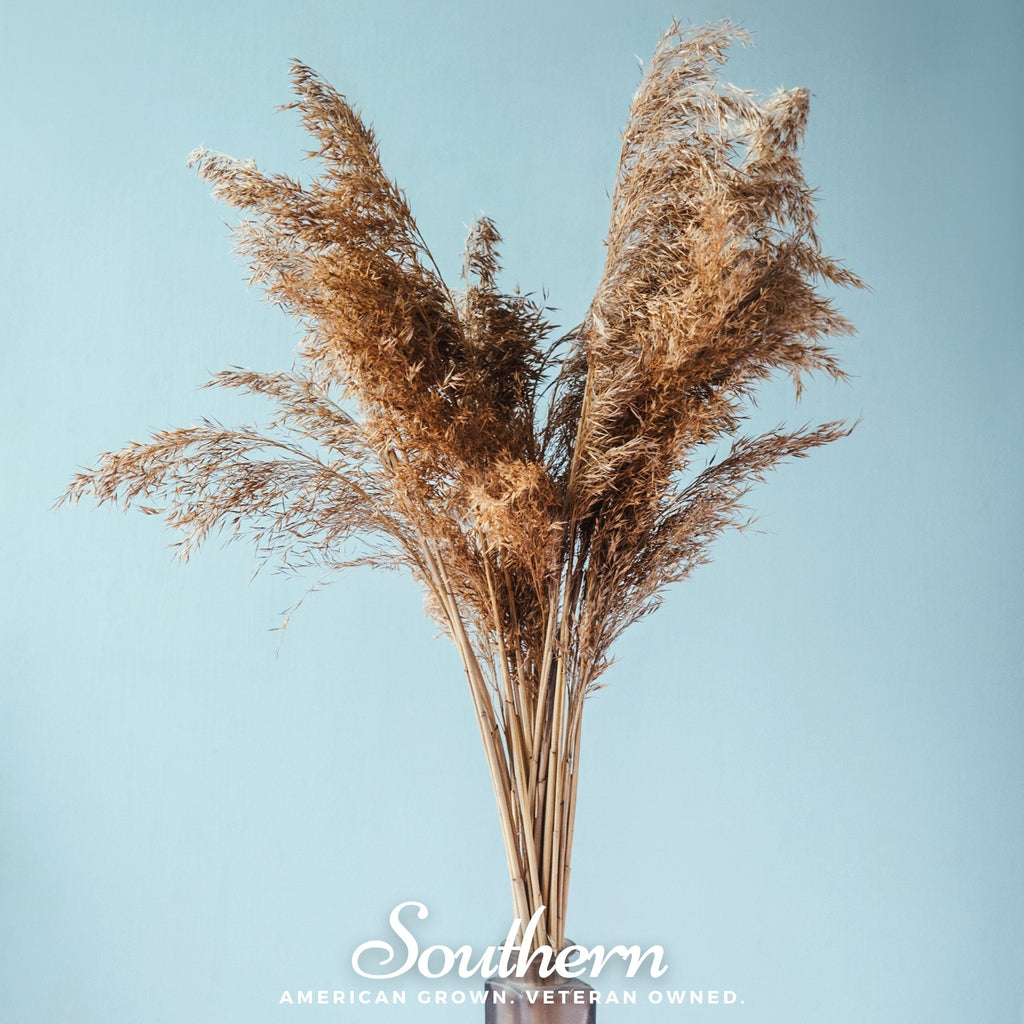 Pink Pampas Grass – 100 Seeds | | Wiccan Center