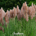 Pink Pampas Grass – 100 Seeds | | Wiccan Center