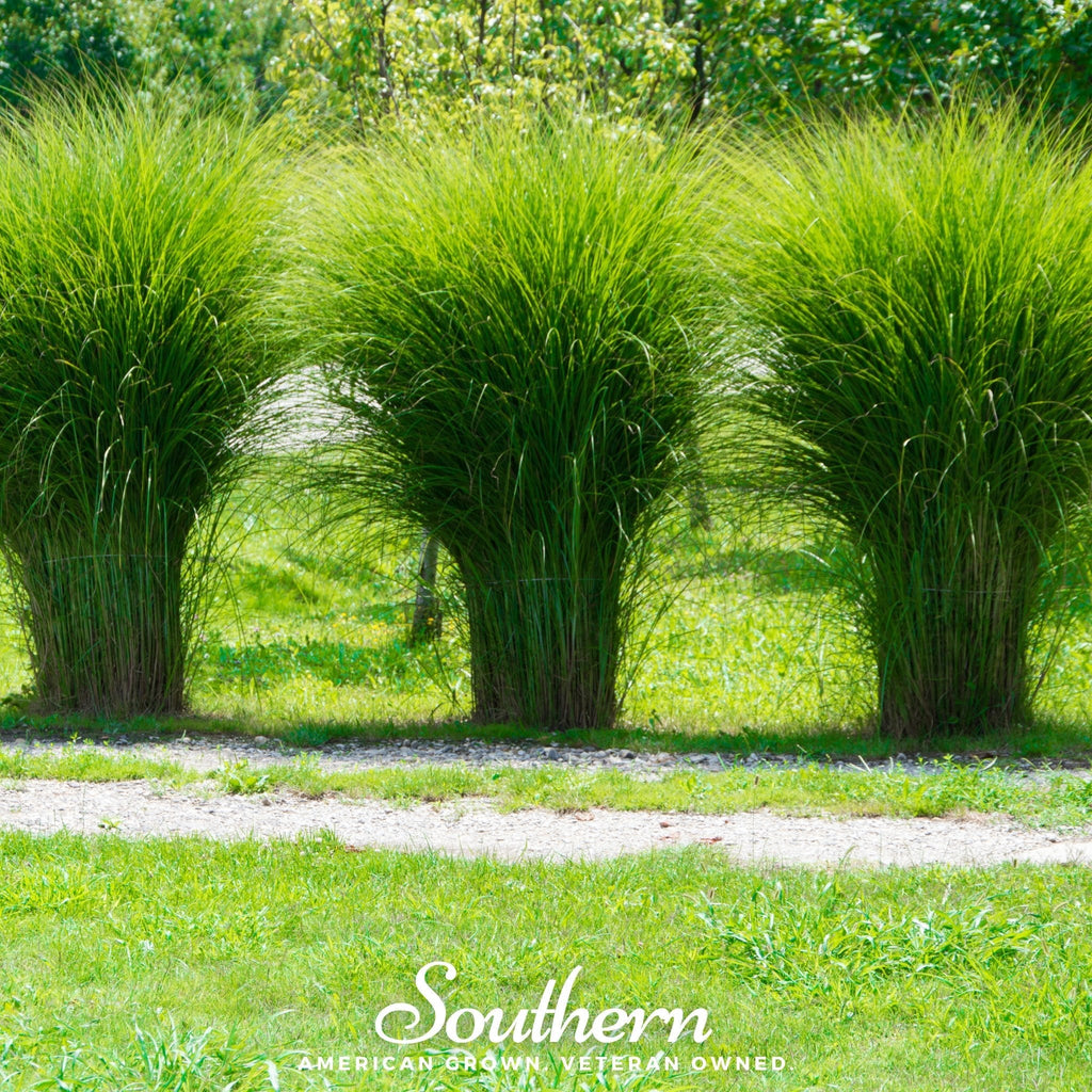 White Pampas Grass – 100 Seeds | | Wiccan Center