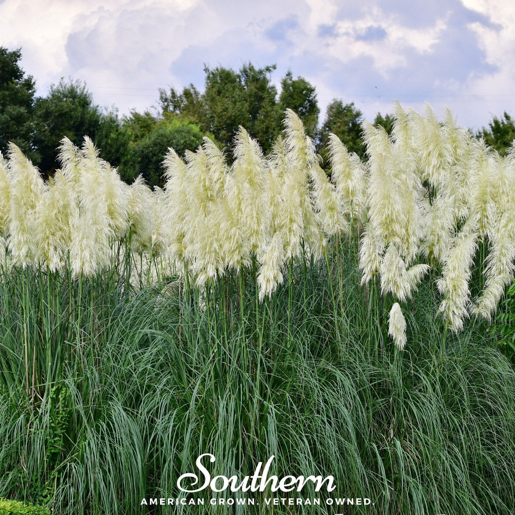 White Pampas Grass – 100 Seeds | | Wiccan Center