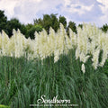 White Pampas Grass – 100 Seeds | | Wiccan Center