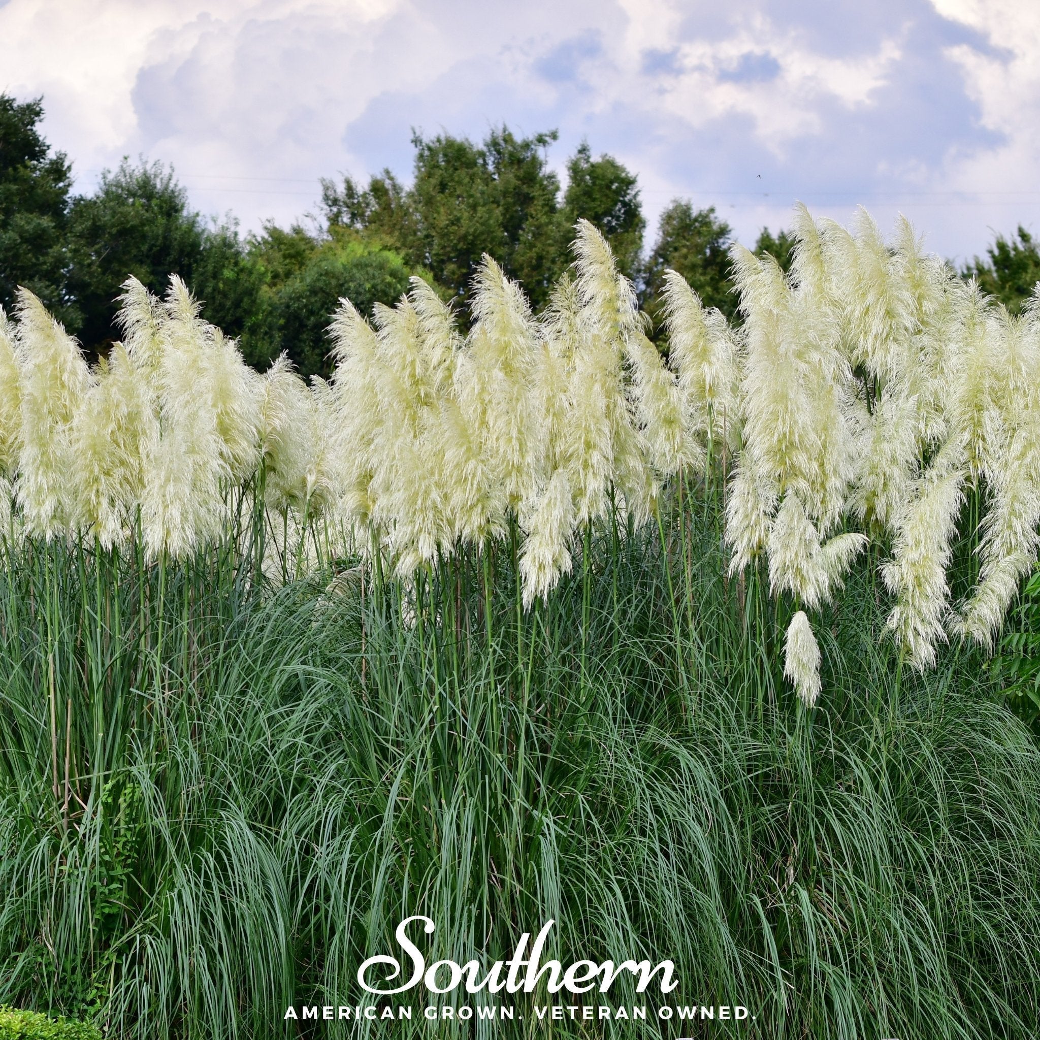 White Pampas Grass – 100 Seeds | | Wiccan Center
