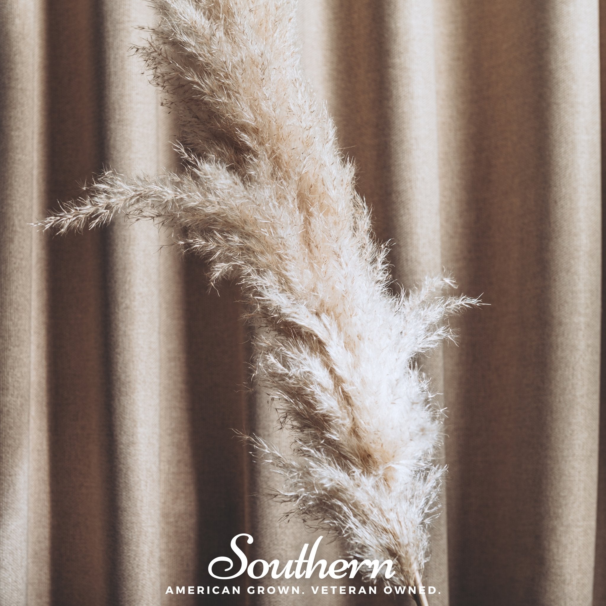 White Pampas Grass – 100 Seeds | | Wiccan Center