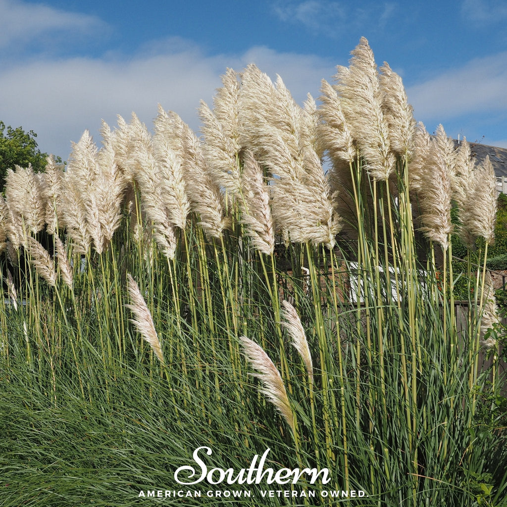 White Pampas Grass – 100 Seeds | | Wiccan Center