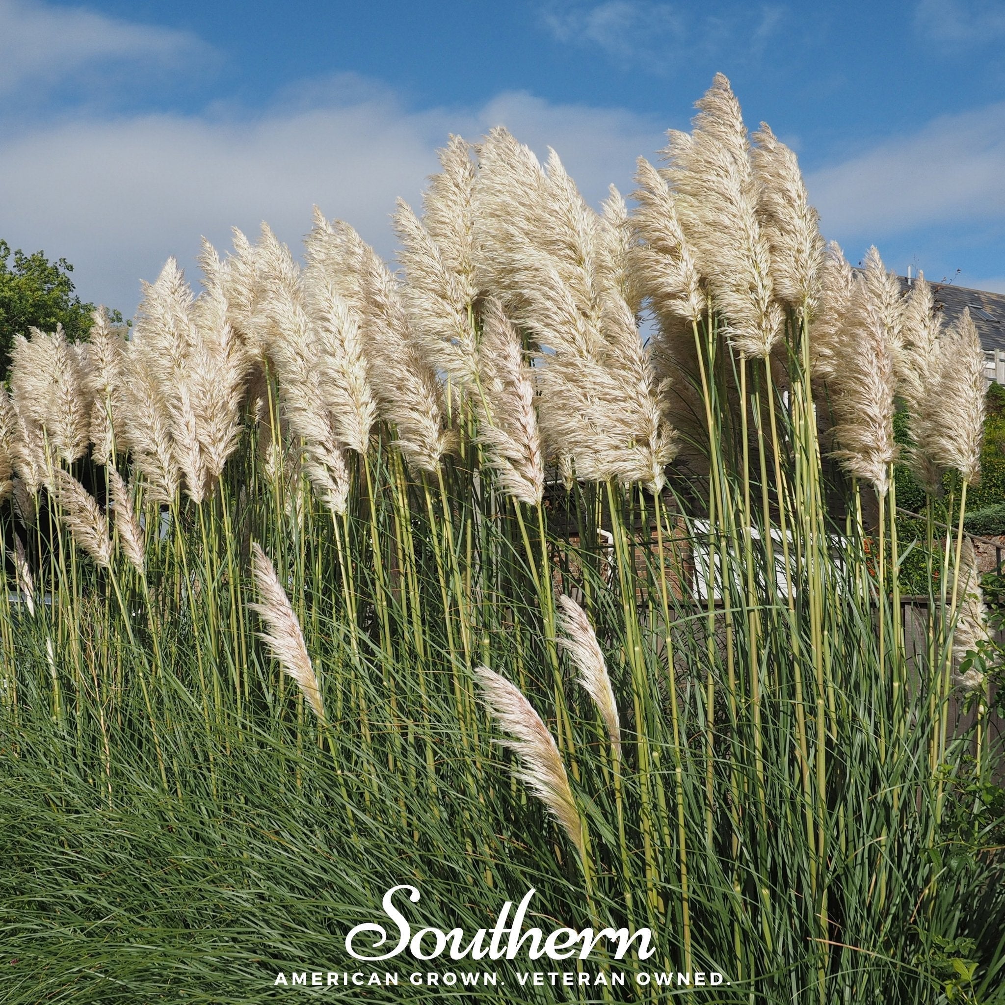 White Pampas Grass – 100 Seeds | | Wiccan Center