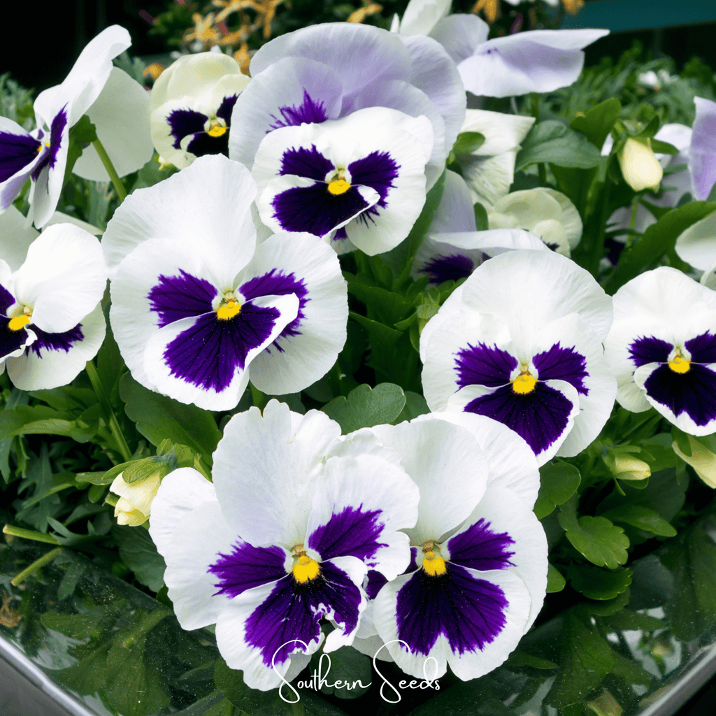 Swiss Giant Silverbride Pansy – 50 Seeds | Seeds | Wiccan Center