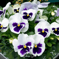 Swiss Giant Silverbride Pansy – 50 Seeds | Seeds | Wiccan Center