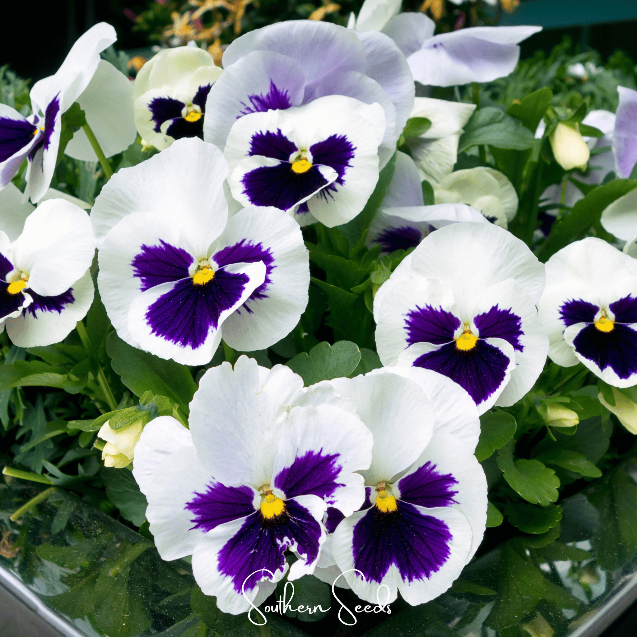 Swiss Giant Silverbride Pansy – 50 Seeds | Seeds | Wiccan Center