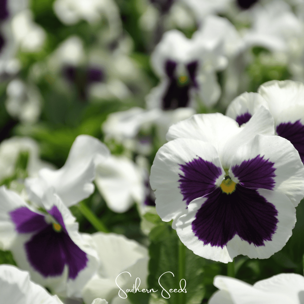 Swiss Giant Silverbride Pansy – 50 Seeds | Seeds | Wiccan Center