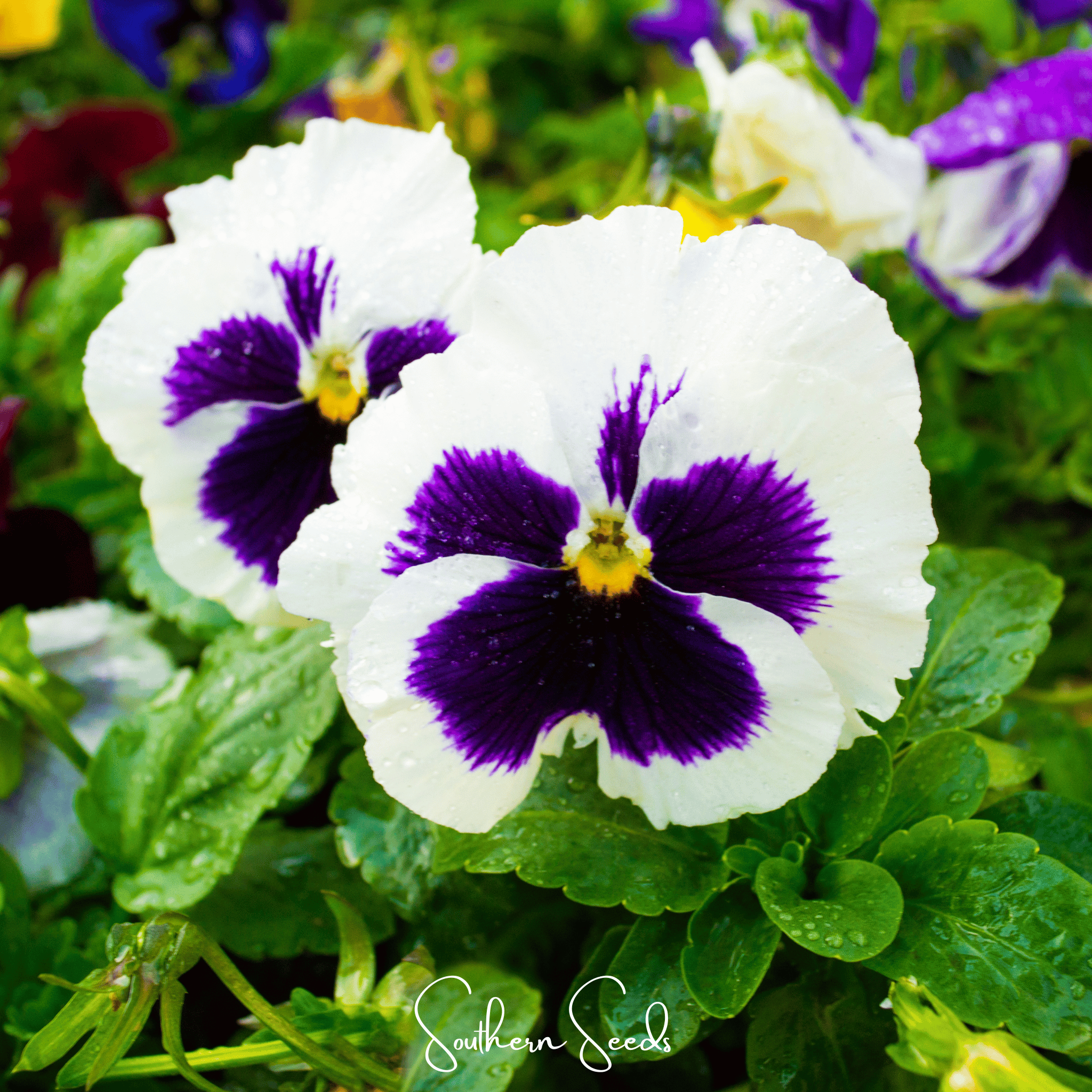 Swiss Giant Silverbride Pansy – 50 Seeds | Seeds | Wiccan Center