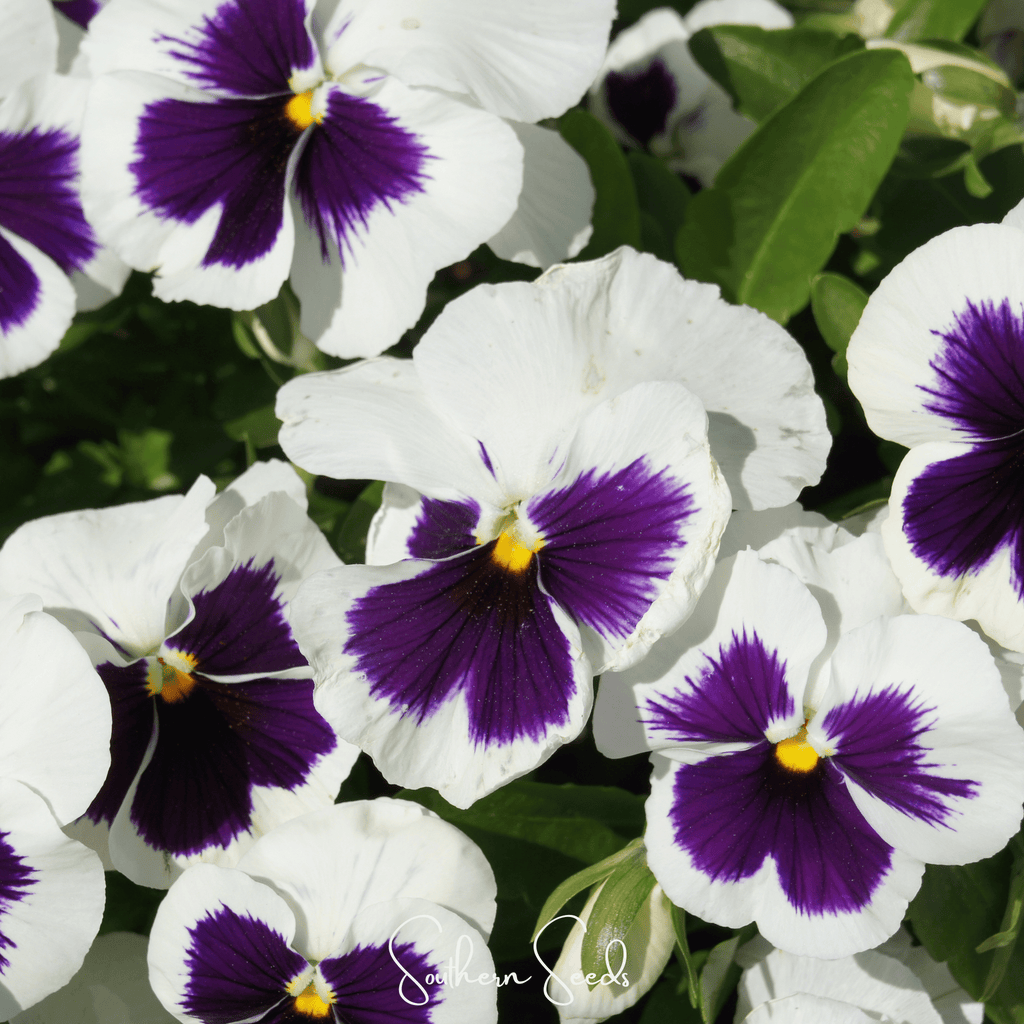 Swiss Giant Silverbride Pansy – 50 Seeds | Seeds | Wiccan Center