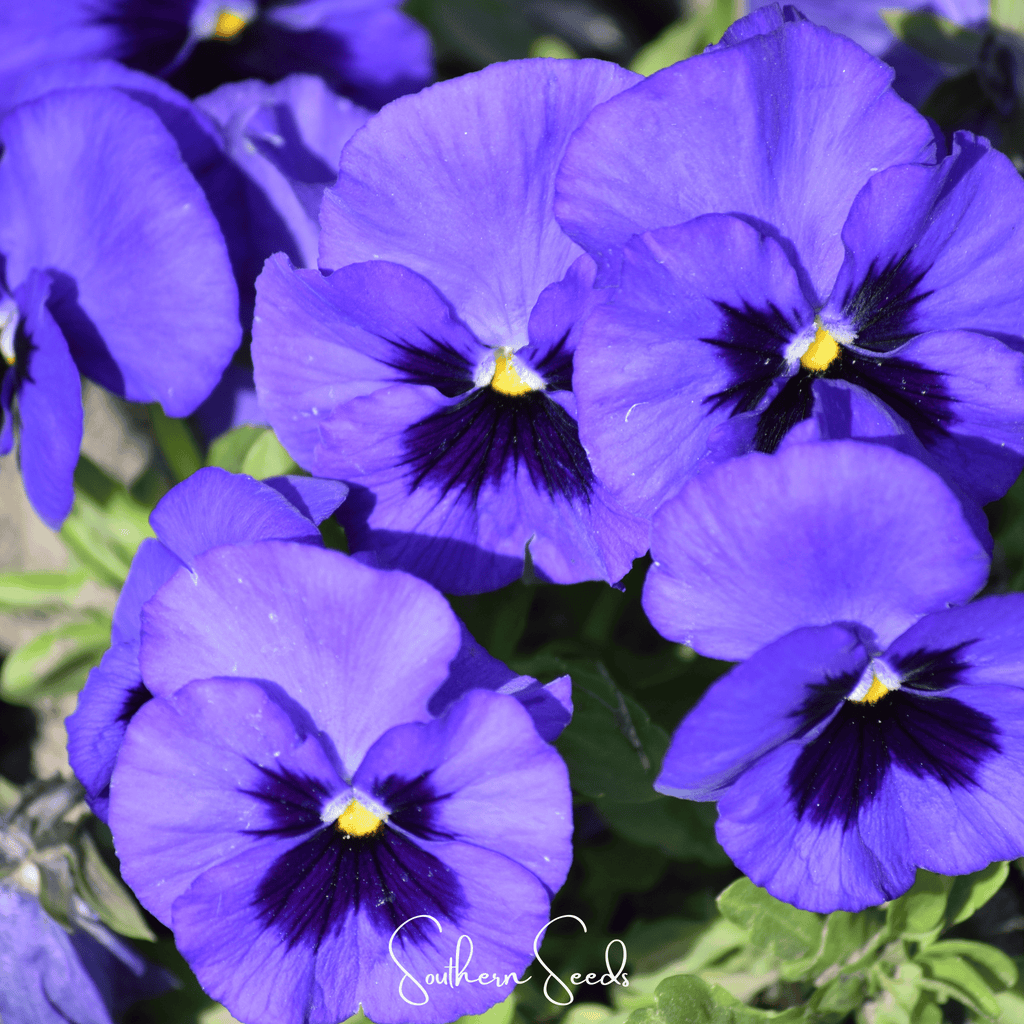 Swiss Giant Ullswater Pansy – 50 Seeds | Seeds | Wiccan Center