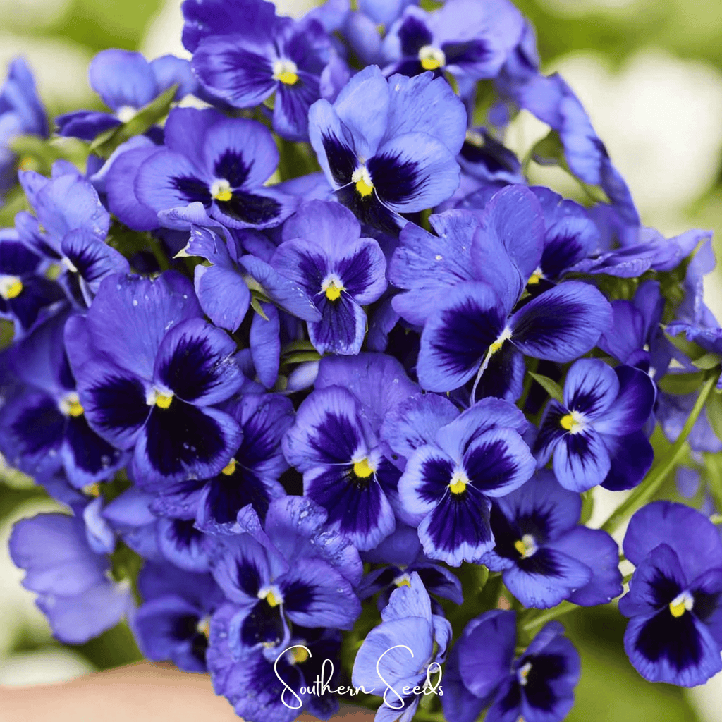 Swiss Giant Ullswater Pansy – 50 Seeds | Seeds | Wiccan Center