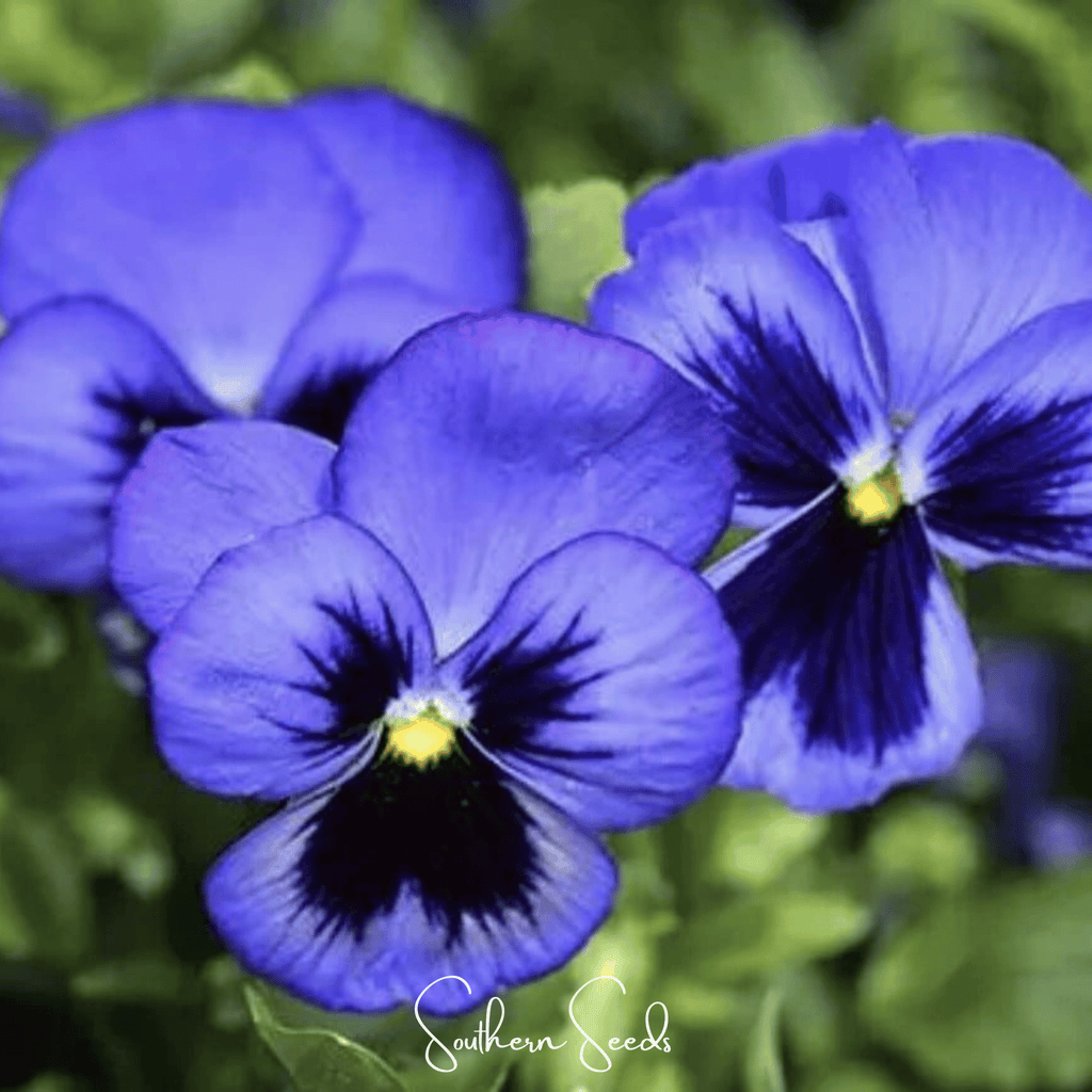 Swiss Giant Ullswater Pansy – 50 Seeds | Seeds | Wiccan Center