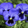 Swiss Giant Ullswater Pansy – 50 Seeds | Seeds | Wiccan Center