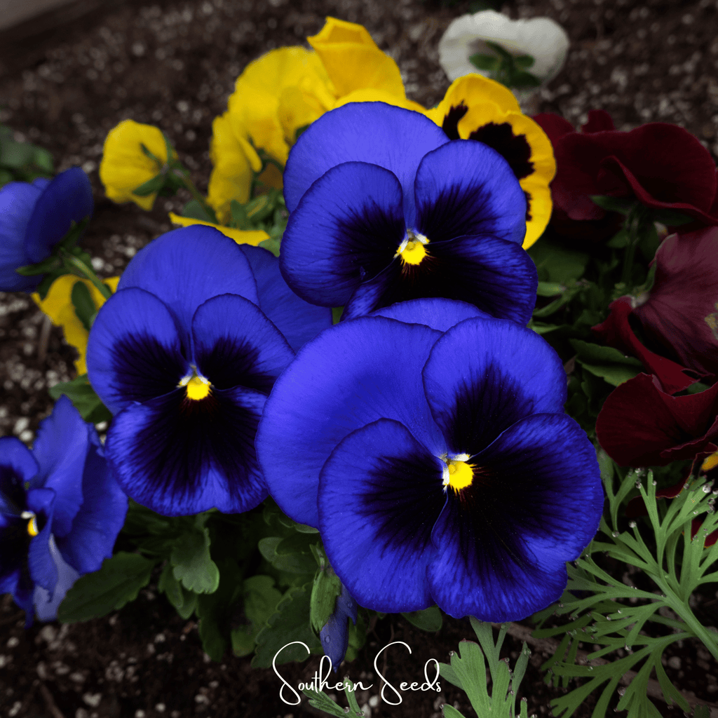 Swiss Giant Ullswater Pansy – 50 Seeds | Seeds | Wiccan Center