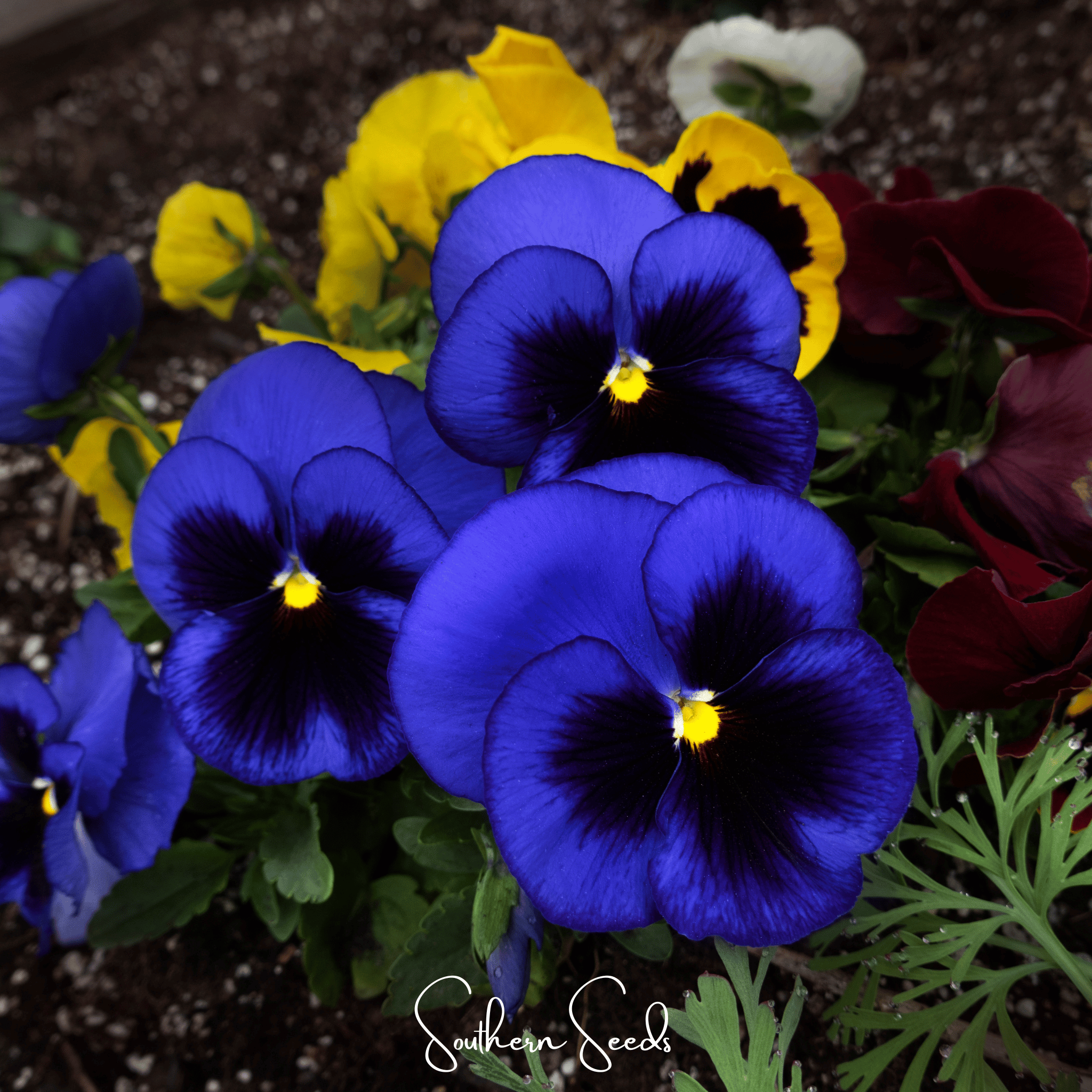 Swiss Giant Ullswater Pansy – 50 Seeds | Seeds | Wiccan Center