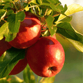 Paradise Apple Tree – 25 Seeds | Seeds | Wiccan Center