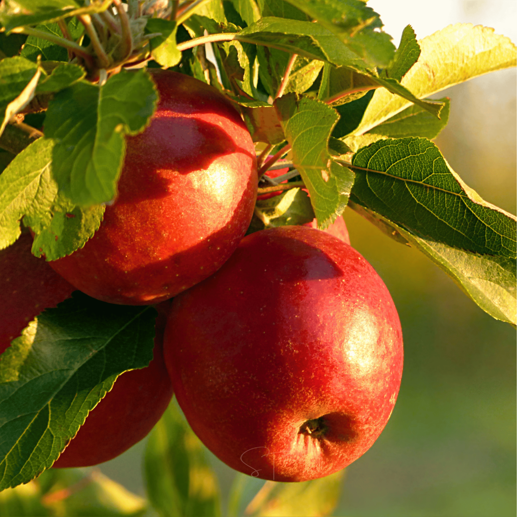 Paradise Apple Tree – 25 Seeds | Seeds | Wiccan Center