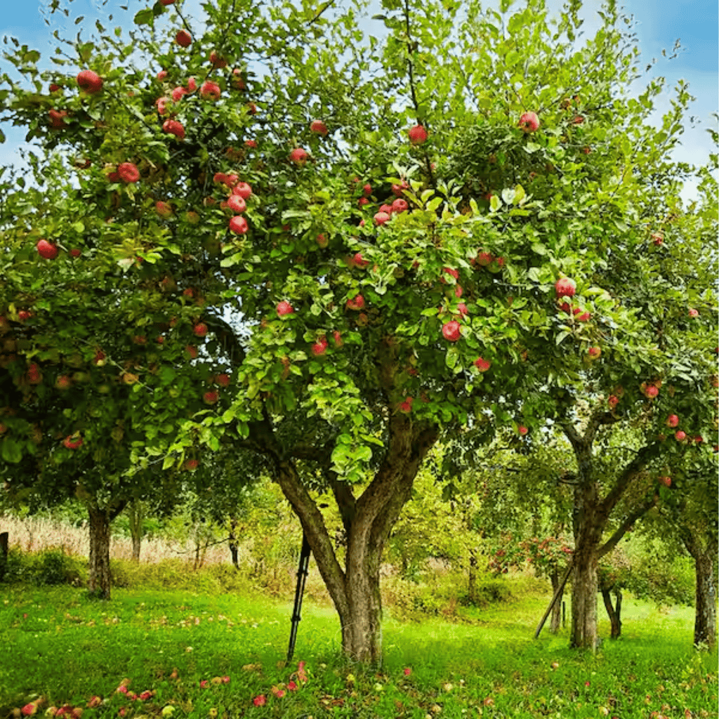 Paradise Apple Tree – 25 Seeds | Seeds | Wiccan Center