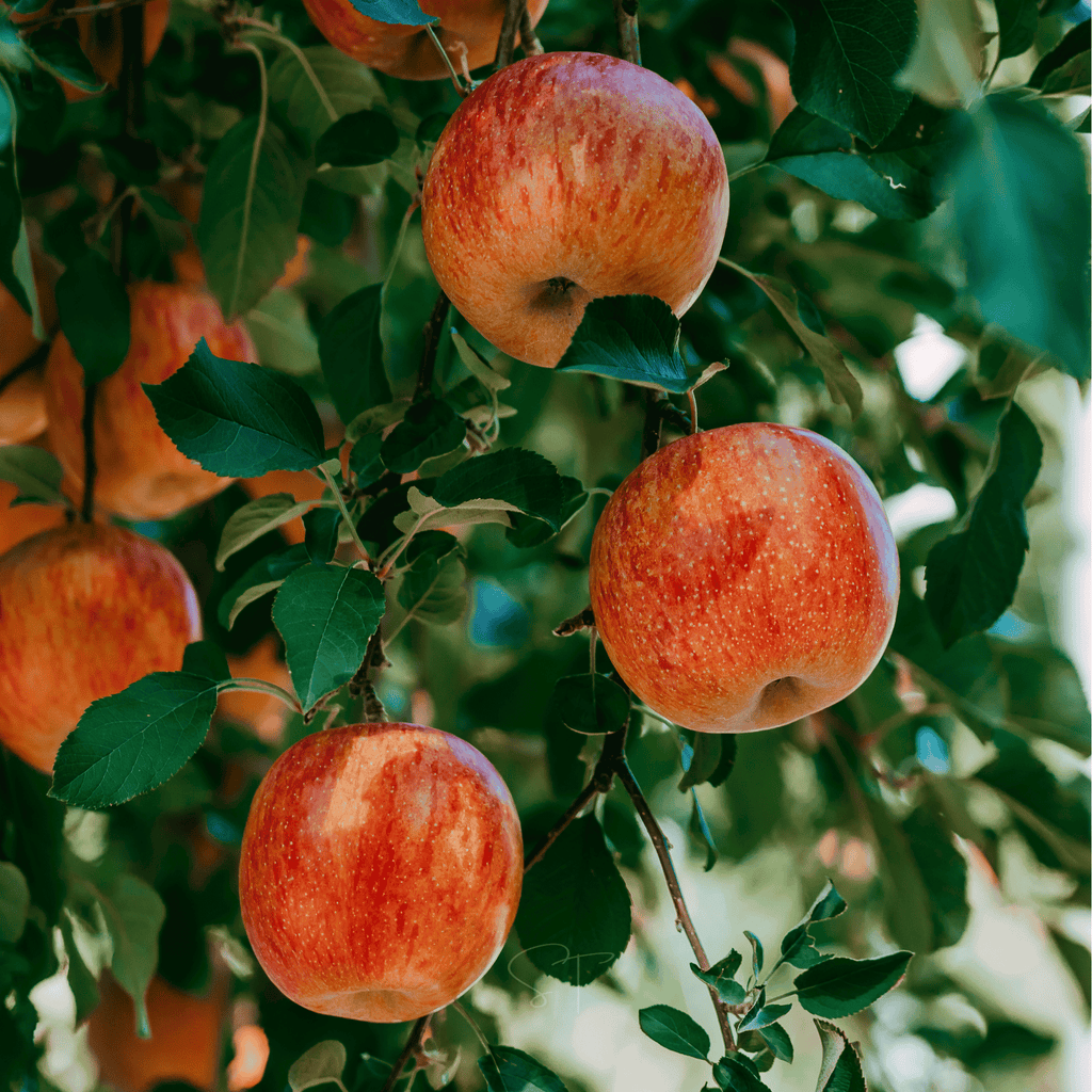 Paradise Apple Tree – 25 Seeds | Seeds | Wiccan Center