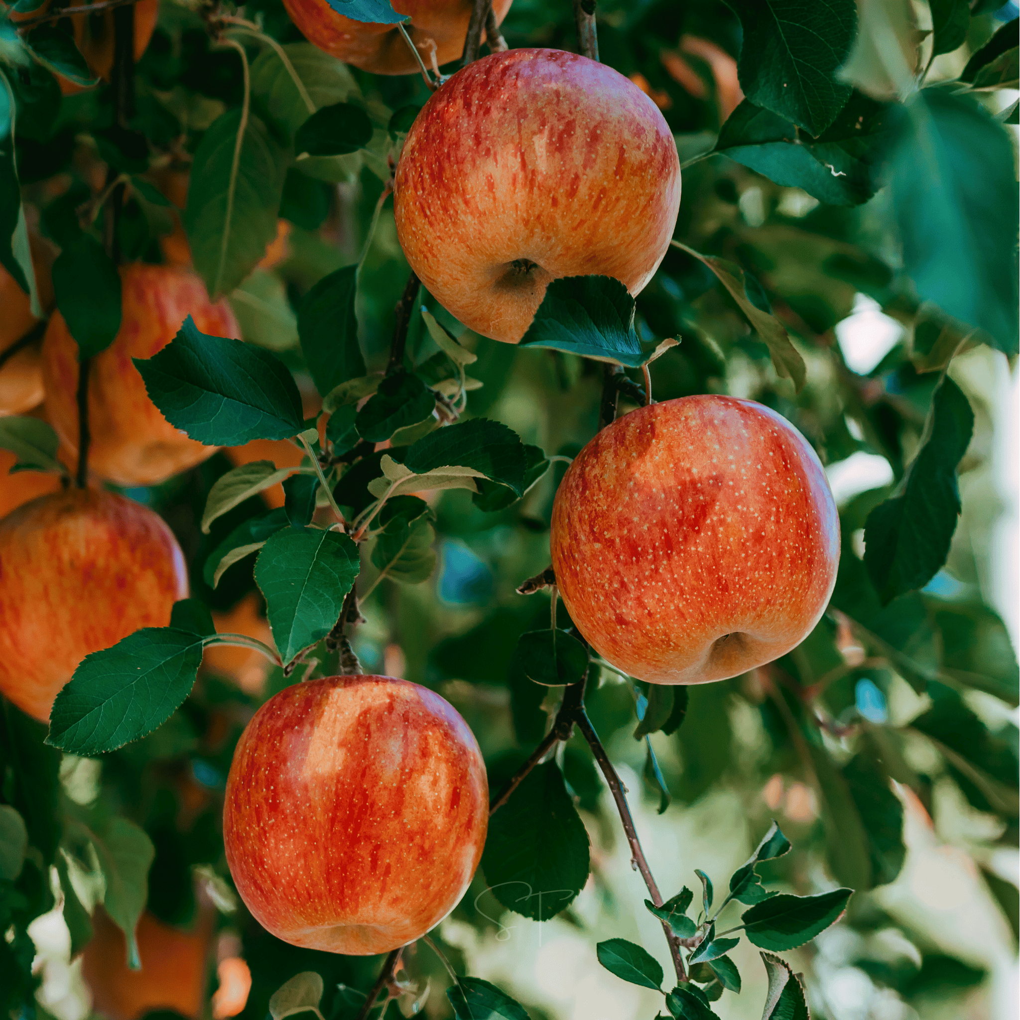 Paradise Apple Tree – 25 Seeds | Seeds | Wiccan Center