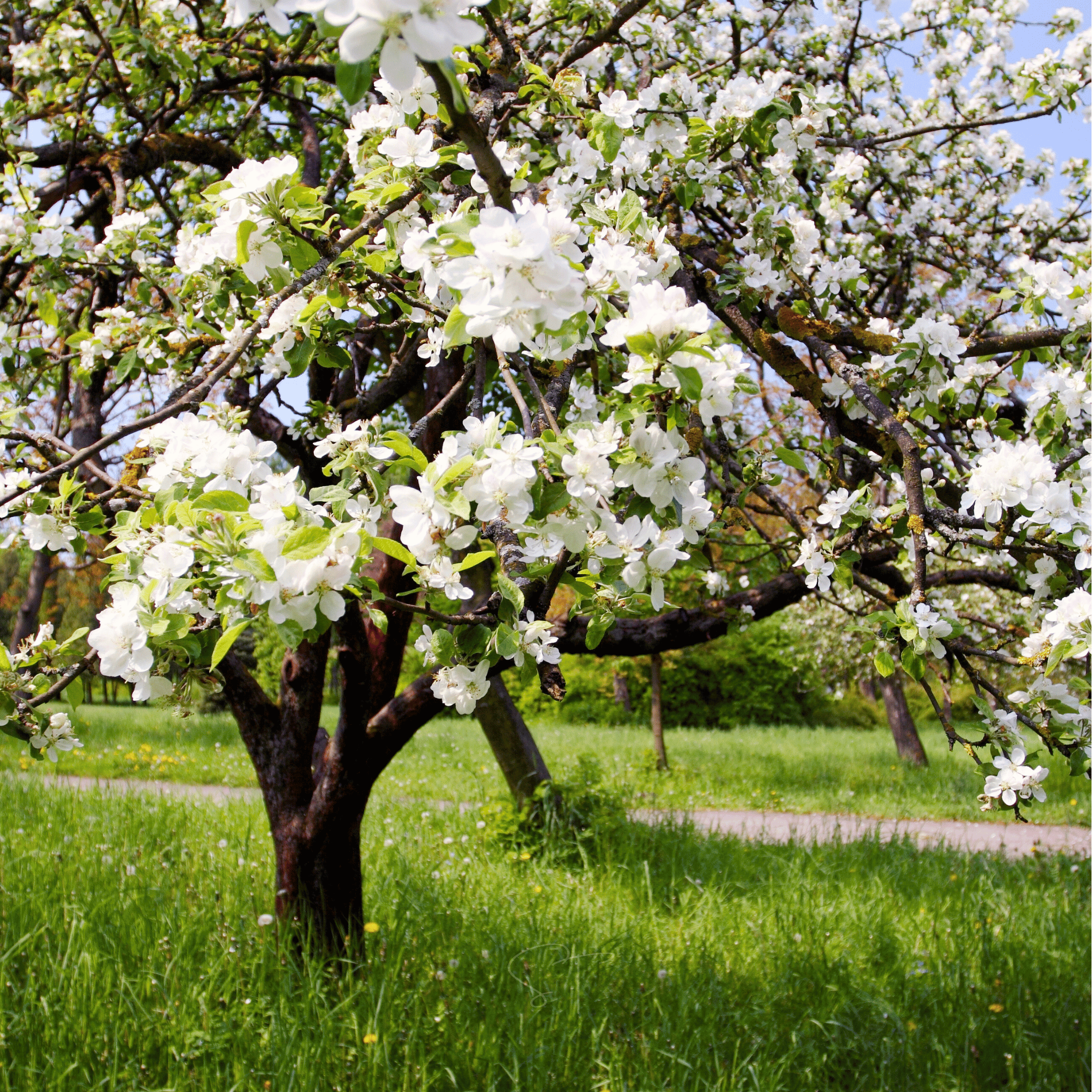 Paradise Apple Tree – 25 Seeds | Seeds | Wiccan Center