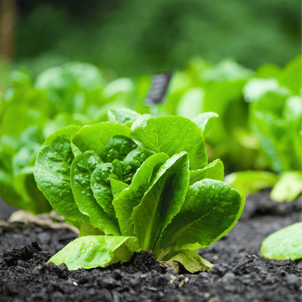 Parris Island Cos Lettuce – 500 Seeds | Seeds | Wiccan Center