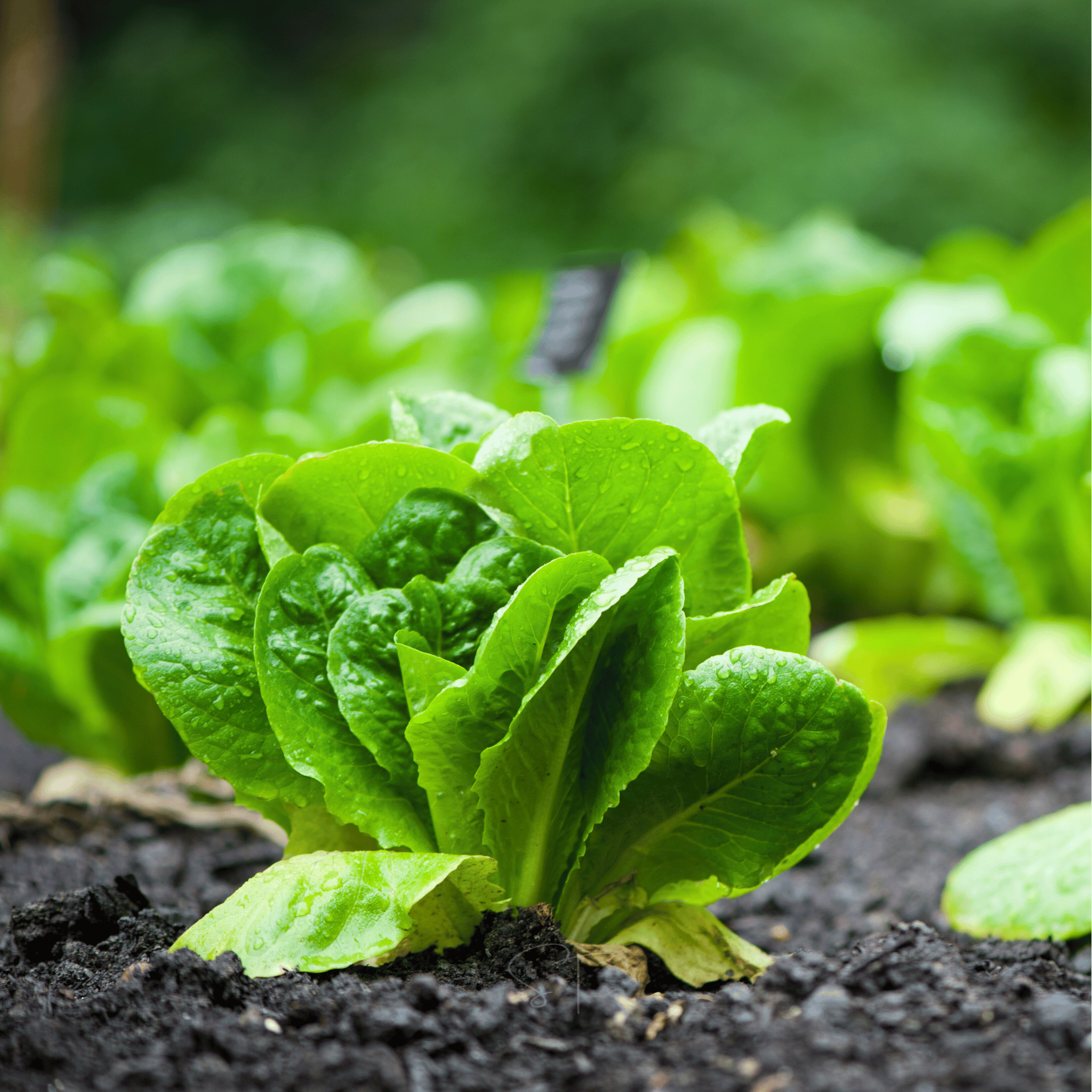 Parris Island Cos Lettuce – 500 Seeds | Seeds | Wiccan Center