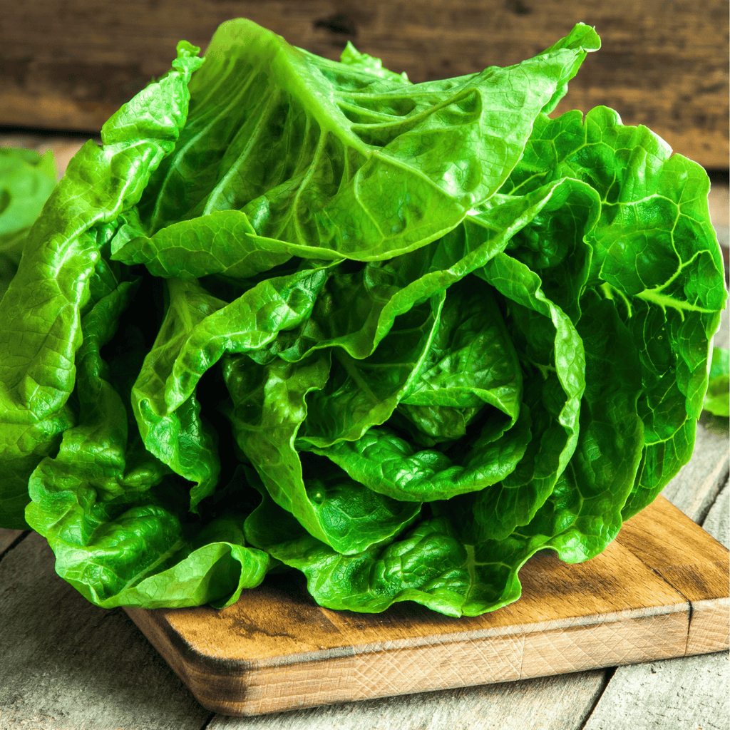 Parris Island Cos Lettuce – 500 Seeds | Seeds | Wiccan Center