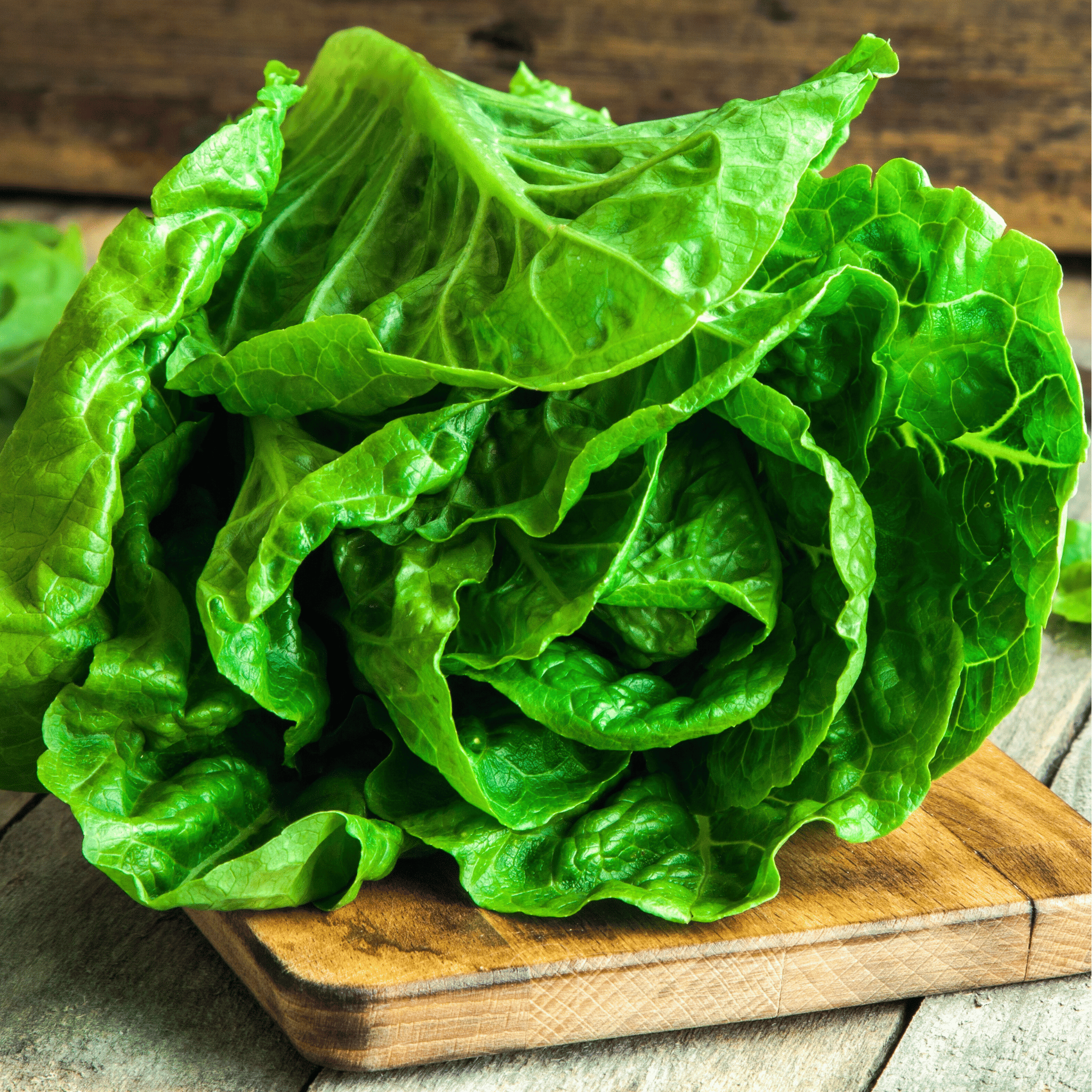 Parris Island Cos Lettuce – 500 Seeds | Seeds | Wiccan Center