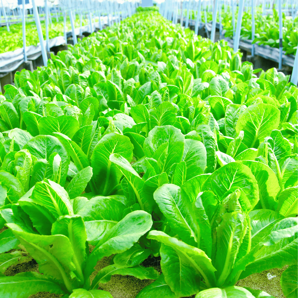 Parris Island Cos Lettuce – 500 Seeds | Seeds | Wiccan Center