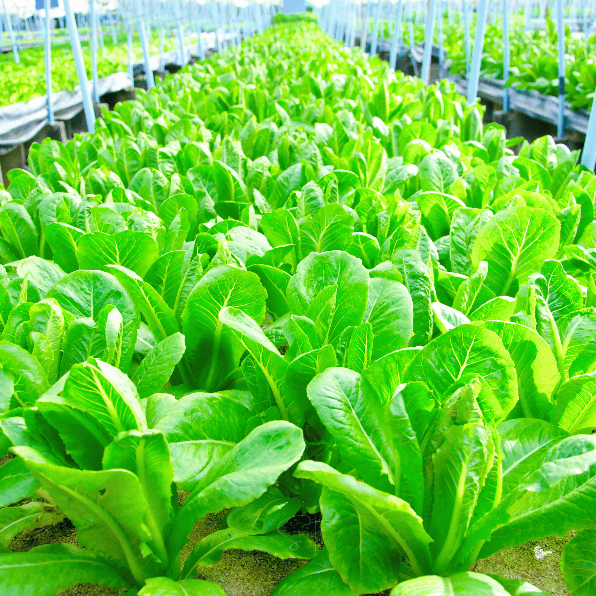 Parris Island Cos Lettuce – 500 Seeds | Seeds | Wiccan Center