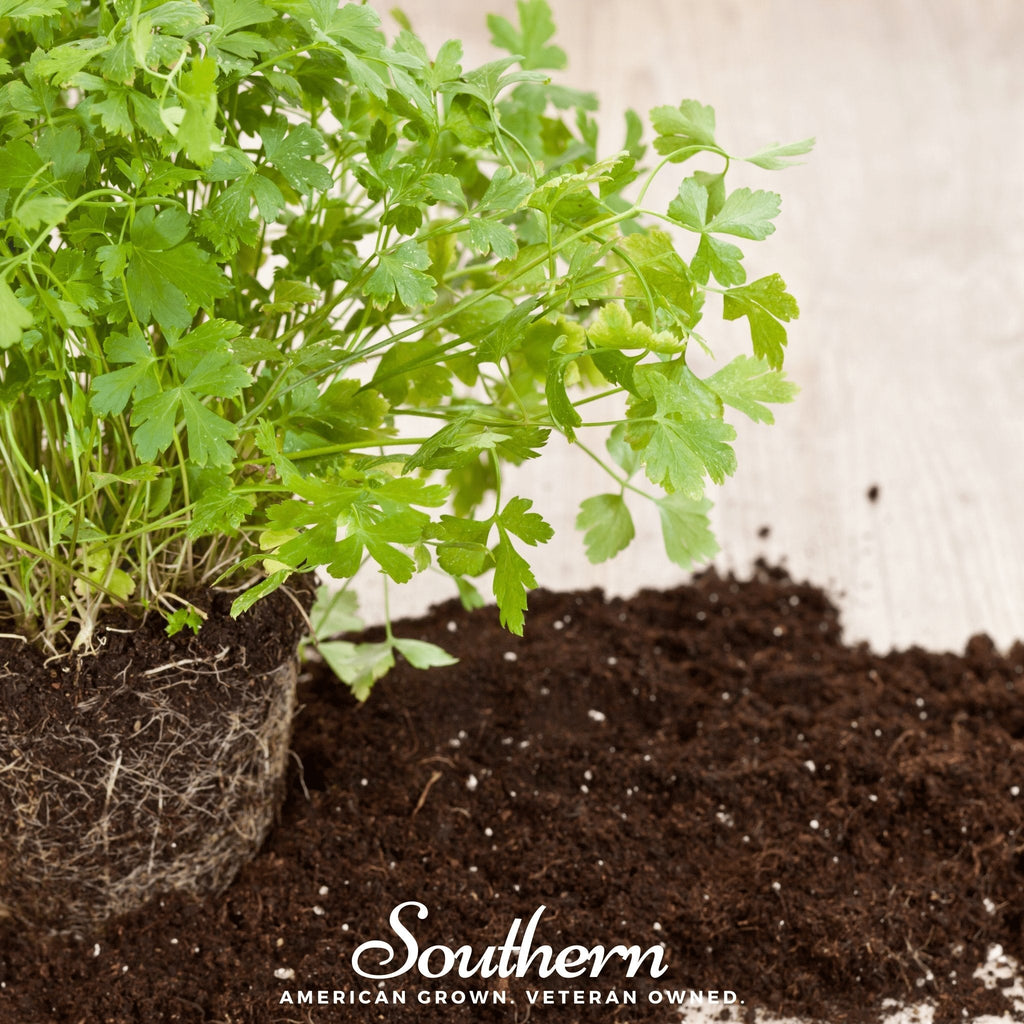 Italian Parsley – 200 Seeds | | Wiccan Center