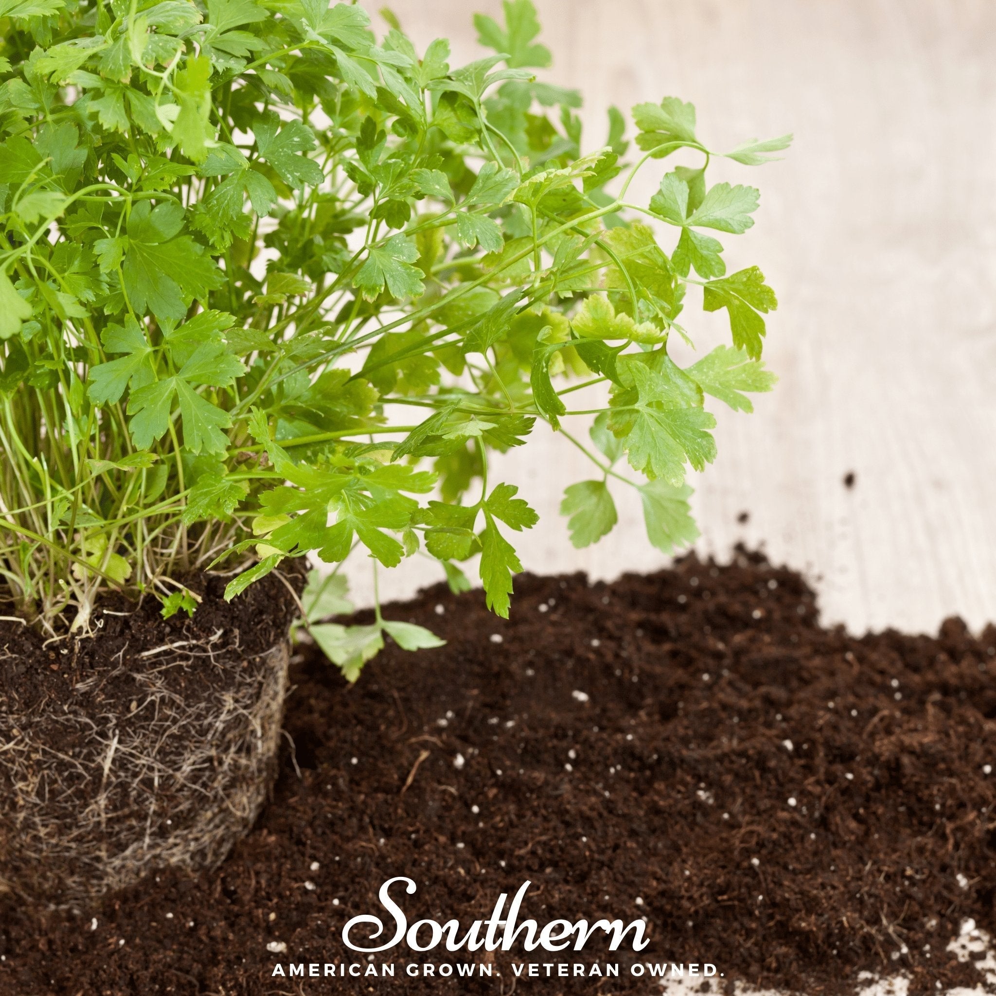 Italian Parsley – 200 Seeds | | Wiccan Center